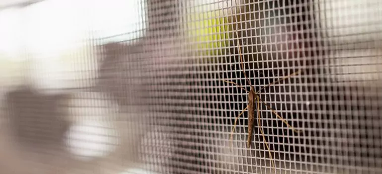Repair Mosquito Mesh For Windows in Fort Pierce, FL